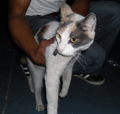 trouvée chatte blanche avec tâches noires marron et grises aux portes de fer le 02/02/2012 Minett13