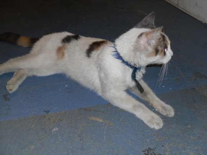 trouvée chatte blanche avec tâches noires marron et grises aux portes de fer le 02/02/2012 Minett15