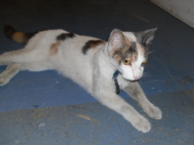trouvée chatte blanche avec tâches noires marron et grises aux portes de fer le 02/02/2012 Minett16
