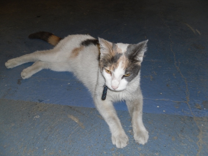 trouvée chatte blanche avec tâches noires marron et grises aux portes de fer le 02/02/2012 Minett17