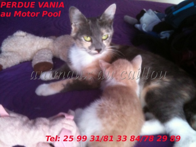 PERDUE VANIA, chatte tricolore, yeux verts au Motor Pool le 07/07/2012 Vania11