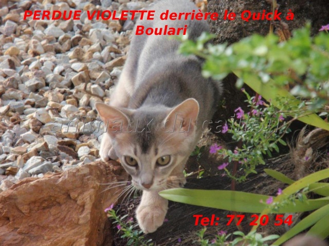 dore - PERDUE VIOLETTE chatte abyssin derrière le Quick au Mont Dore le 11/11/2012 Violet10