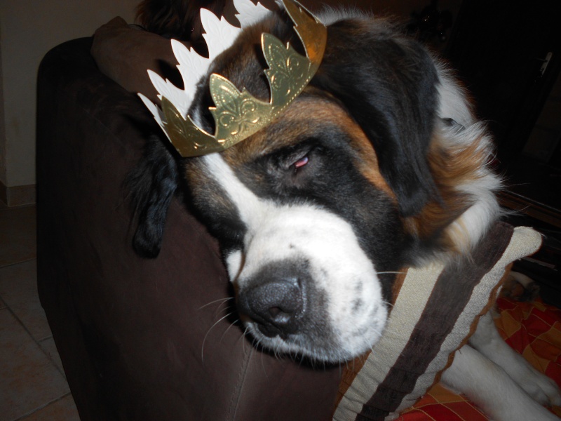 concours n° 18 : notre saint Bernard est roi (ou reine!) Dscn0218