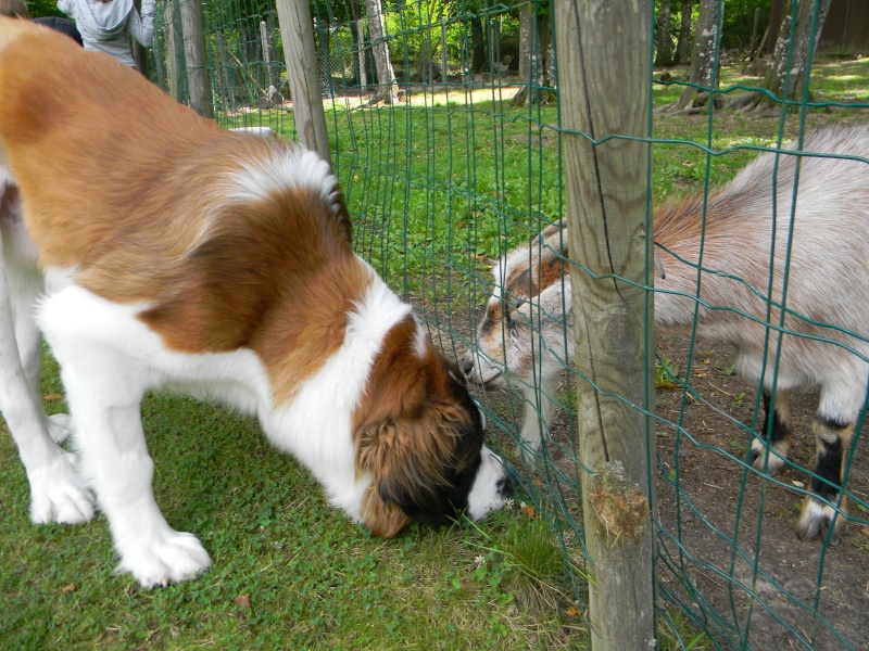 concours n° 30 : Le saint Bernard ... et les autres.... Dscn1319