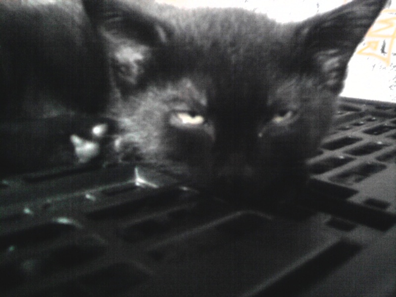 Ma chatte a eu des petits - Page 2 Photo015