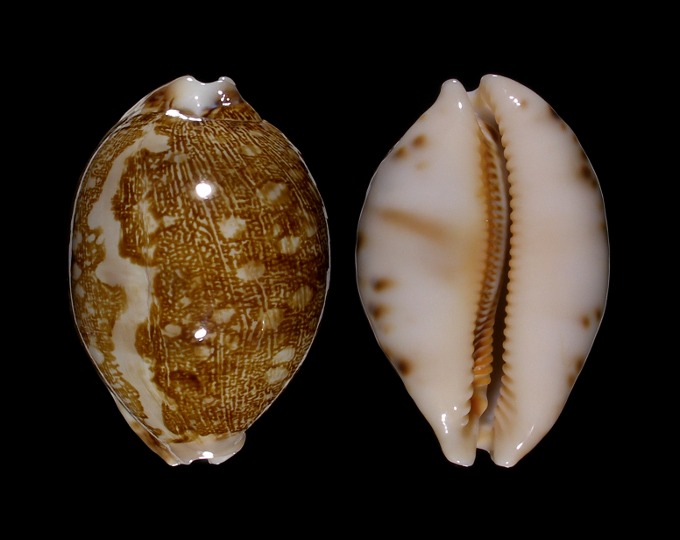 Leporicypraea mappa viridis f. eluceta Lorenz, F. Jr. & A. Hubert, 2000 Im95-110