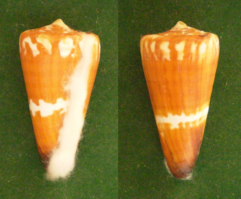 Conus (Strategoconus) litoglyphus  Hwass in Bruguière, 1792 Panor102