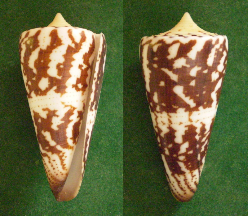 maldivus - Conus (Strategoconus) maldivus   Hwass in Bruguière, 1792 Panor106