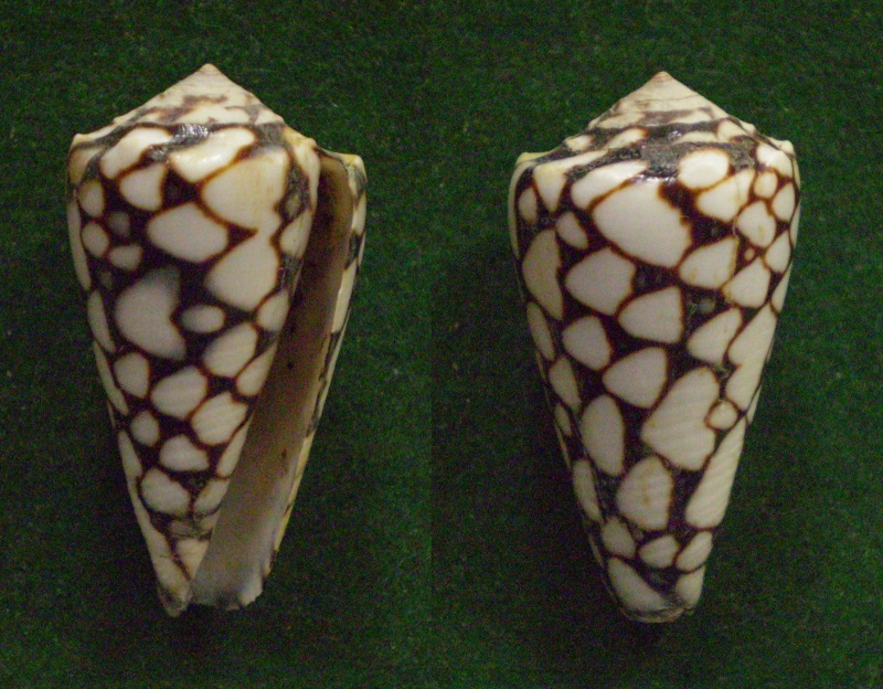 Conus (Conus) marmoreus (Linnaeus, 1758) Panor109