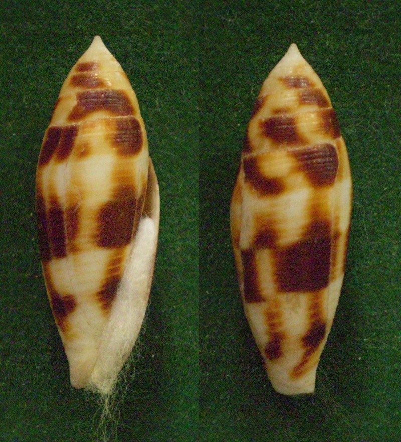 Conus (Turriconus) mitratus   Hwass in Bruguière, 1792 Panor114