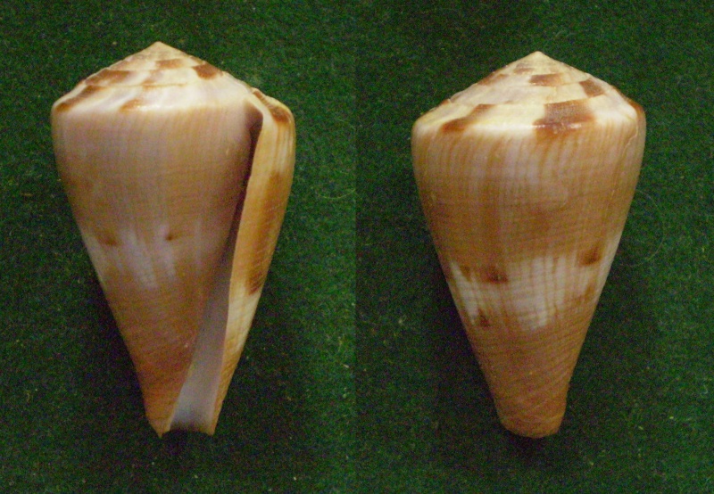 Conus (Rhizoconus) namocanus   Hwass in Bruguière, 1792 Panor116