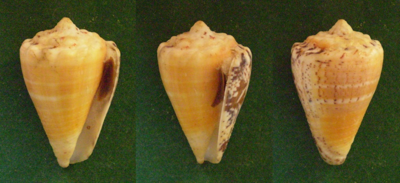 Conus (Stephanoconus) regius   Gmelin, 1791 Panor134