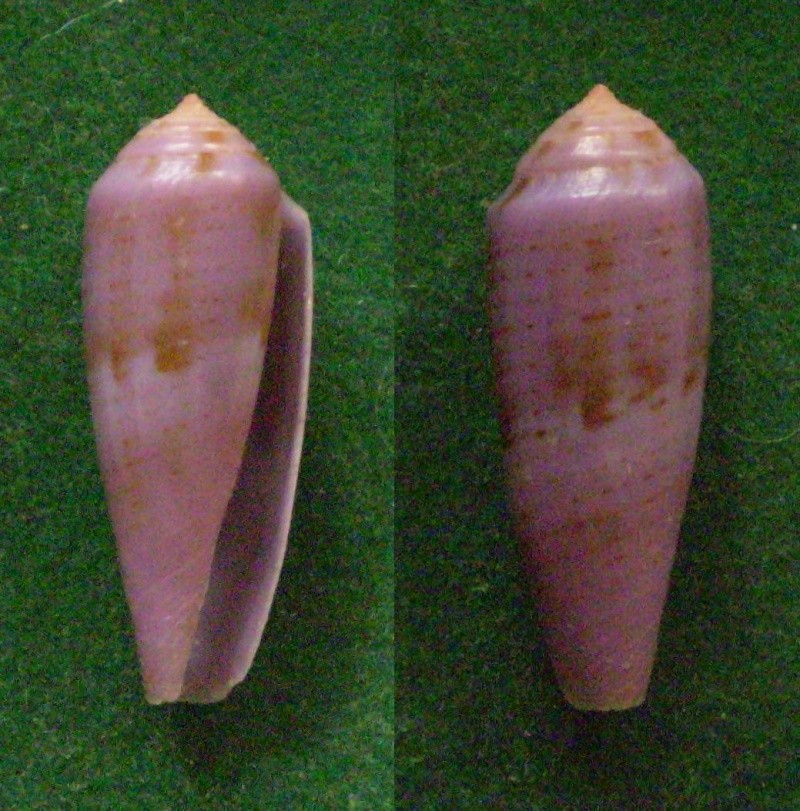 Conus (Splinoconus) viola  Cernohorsky, 1977 Panor162