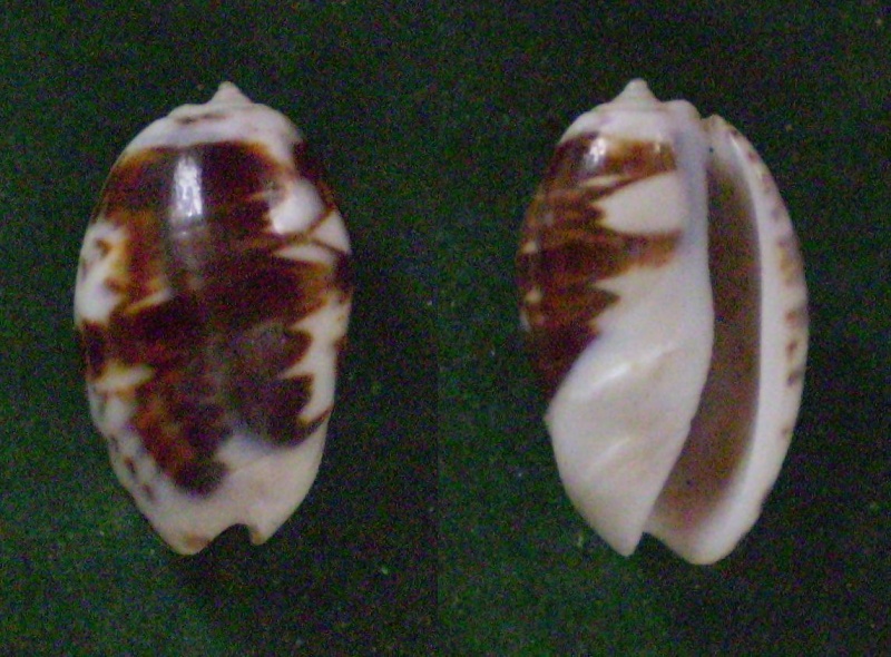 bulbosa - Carmione bulbosa f. fabagina (Lamarck, 1811) voir Carmione bulbosa (Röding, 1798) Panor185
