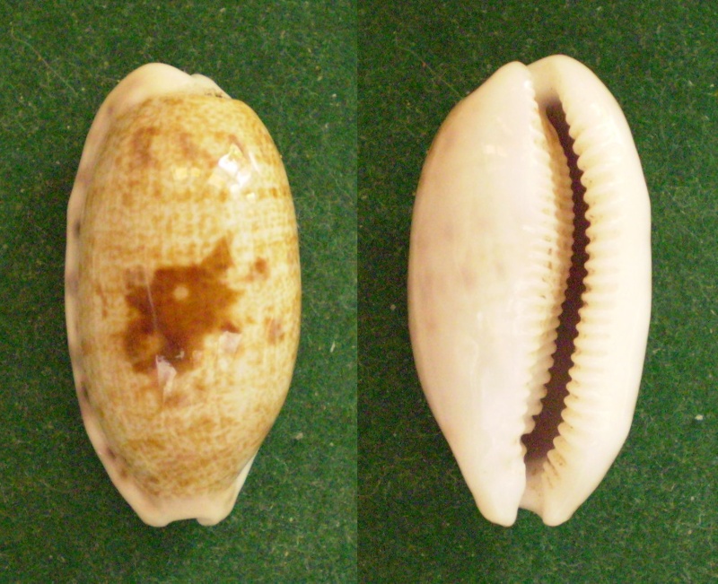 Talostolida teres natalensis - (Heiman & Mienis, 2002) voir Talostolida pellucens pellucens (Melvill, 1888) Panor214