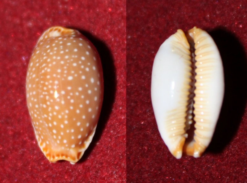 Staphylaea semiplota - (Mighels, 1845) Panor221