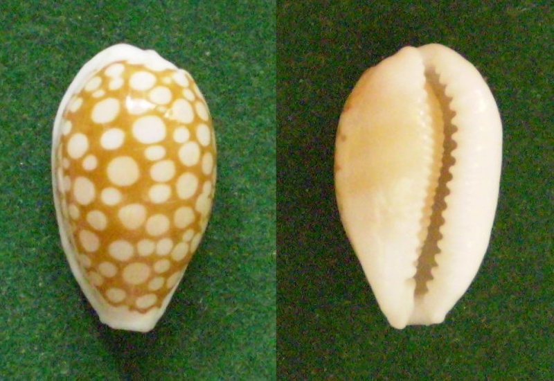 Cribrarula abaliena ganteri Lorenz, 1997 Panor294