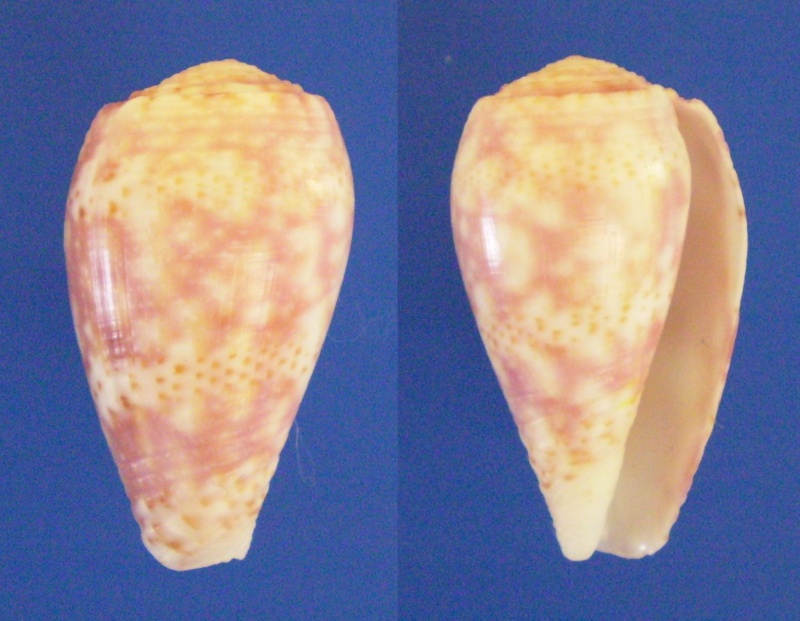 Conus (Textilia) adamsonii   Broderip, 1836 - Page 2 Panor332