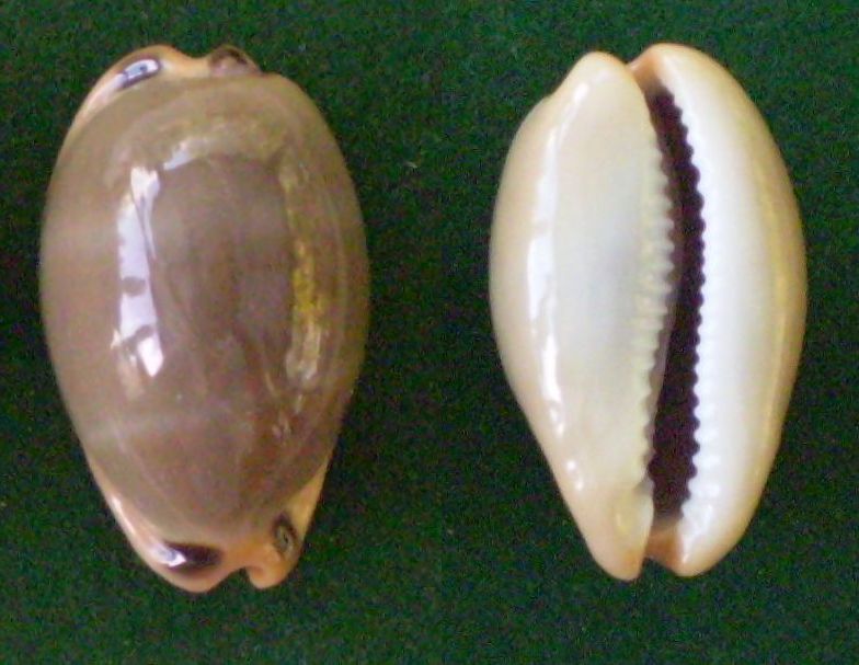 Luria lurida pulchroides (Alvarado & J. Álvarez, 1964) Panor346