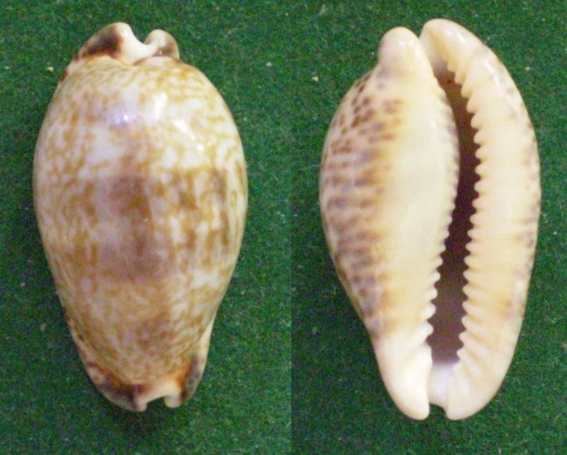 Pseudozonaria nigropunctata - (Gray, 1828) Panor348