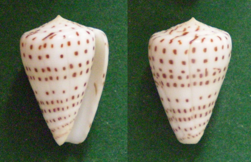Conus (Tesselliconus) crassus  GB Sowerby II, 1858 voir Conus (T.) eburneus Panor349