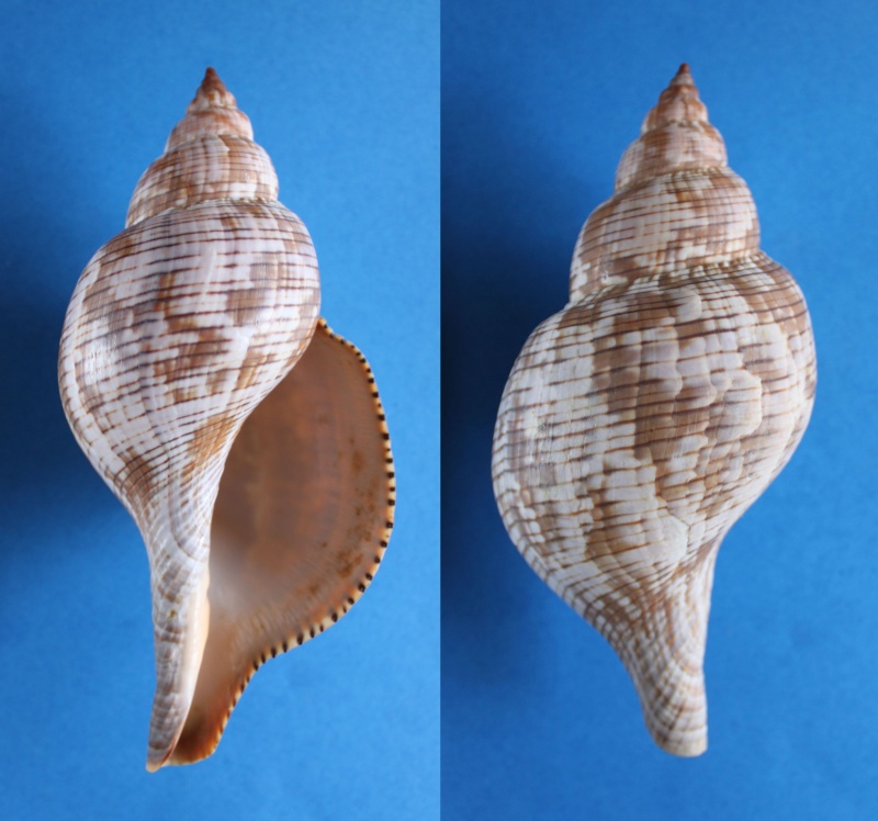Fasciolaria tulipa (Linnaeus, 1758) Panor447