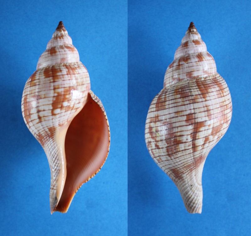 Fasciolaria tulipa (Linnaeus, 1758) Panor448
