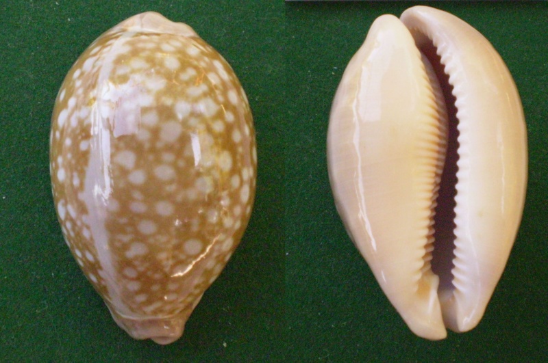 Callistocypraea nivosa (Broderip, 1827) Panor468