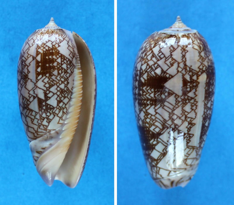 Olividae - Olivinae : Porphyria porphyria (Linnaeus, 1758) - Worms = Oliva porphyria (Linnaeus, 1758) Panor469