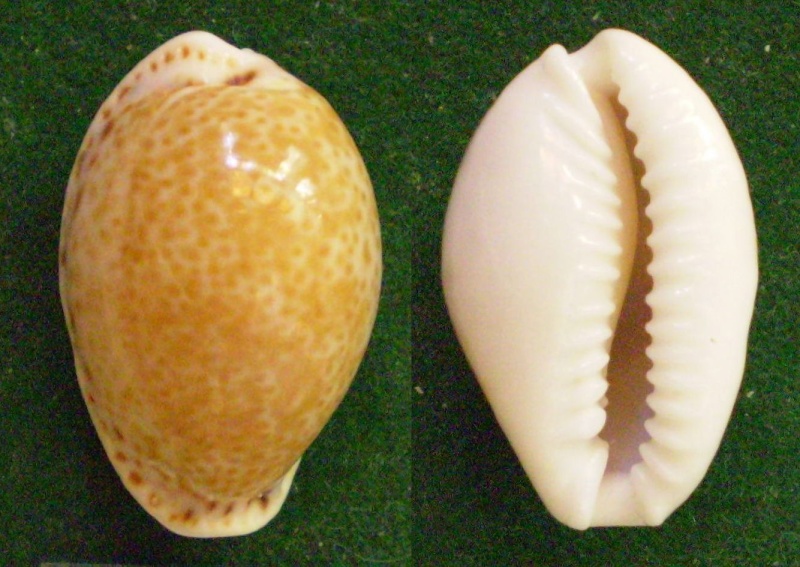 Naria acicularis (Gmelin, 1791) Panor470