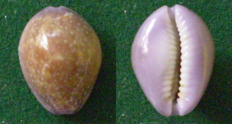 Naria poraria scarabeus (Bory, 1827) voir Naria poraria Panor482
