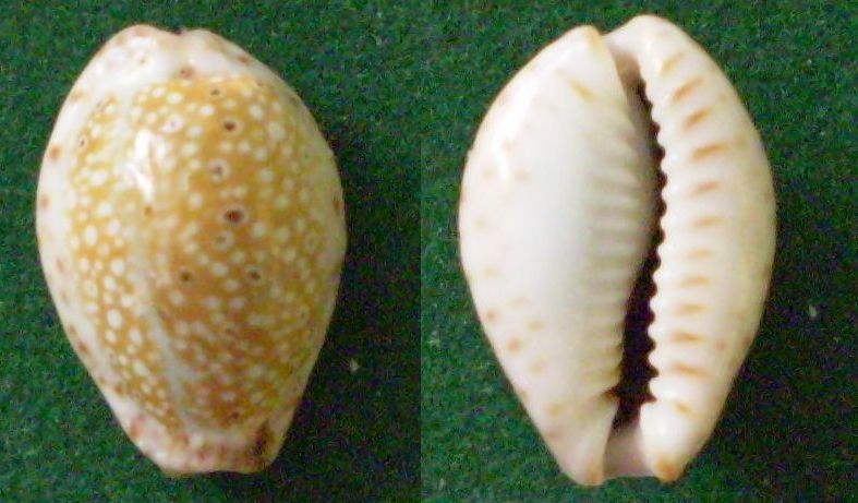 Naria ocellata - (Linnaeus, 1758) Panor490
