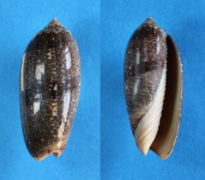 Miniaceoliva sericea  (Röding, 1798) - Worms = Oliva sericea (Röding, 1798) Panor502