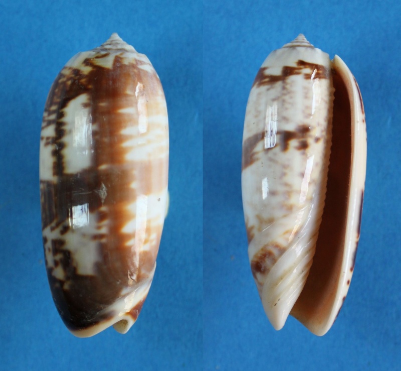 Miniaceoliva miniacea f. johnsoni (Higgins, 1919)  Panor511