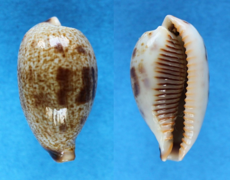 Ficadusta pulchella pulchella (Swainson, 1823)  Panor533