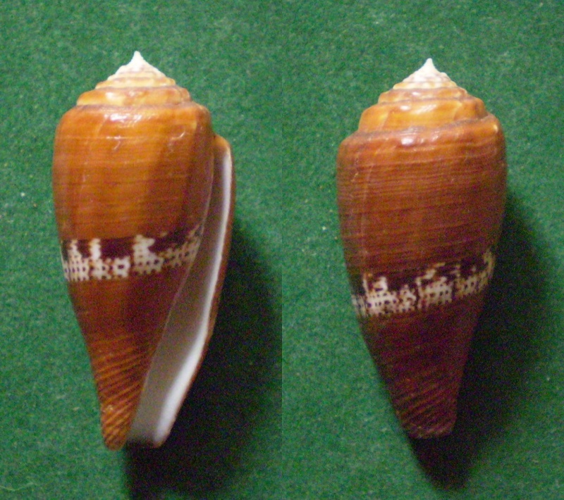 Conidae Conus (Rubroconus) coccineus   Gmelin, 1791 Panor586