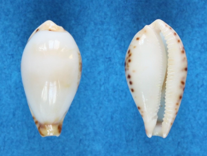 Palmulacypraea musumea (Kuroda & Habe, 1961) Panor615