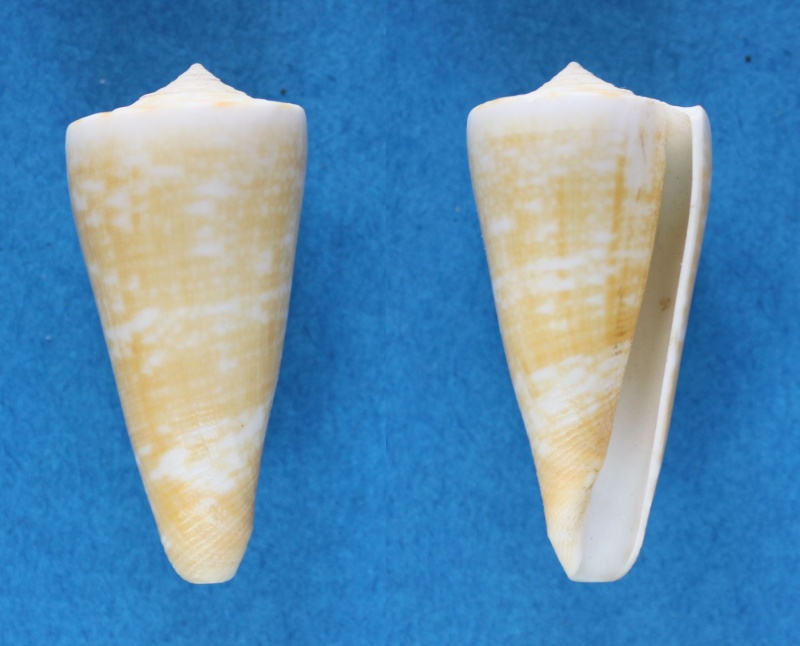 Conus (Calibanus) thalassiarchus GB Sowerby I, 1834 Panor626