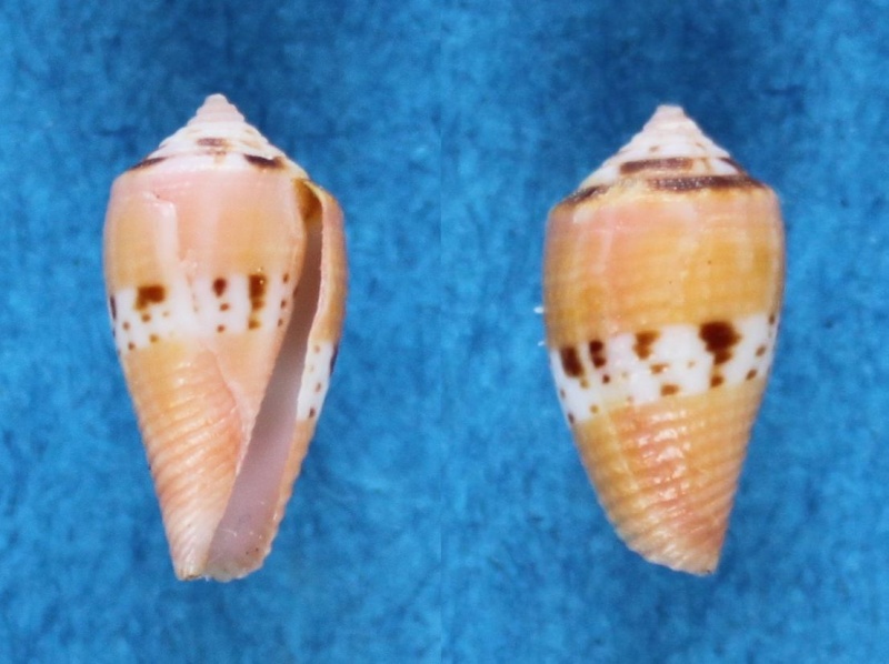 Conidae Conus (Rubroconus) coccineus   Gmelin, 1791 Panor642