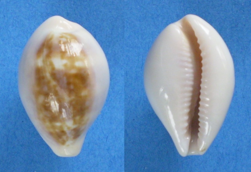 Zonaria angelicae (Clover, 1974) Panor675