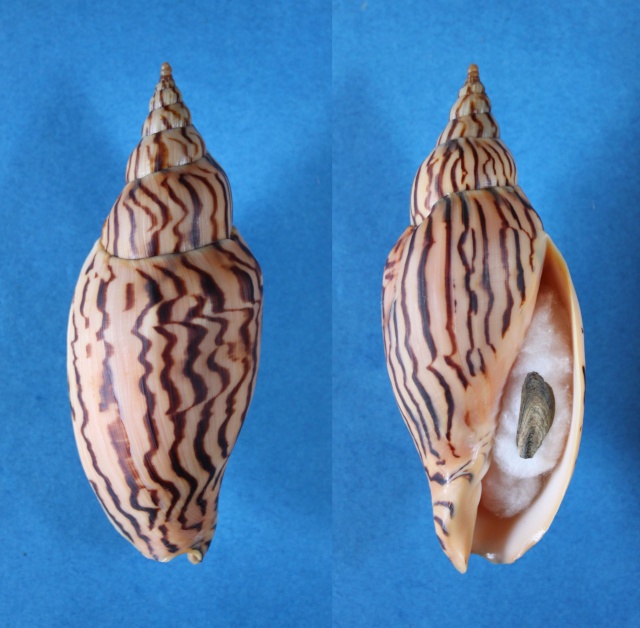 Harpulina lapponica loroisi (Valenciennes, 1863)  Panor703