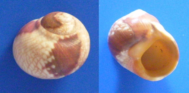 Chrysostomatinae - Chrysostoma paradoxum (Born, 1778) Panor725