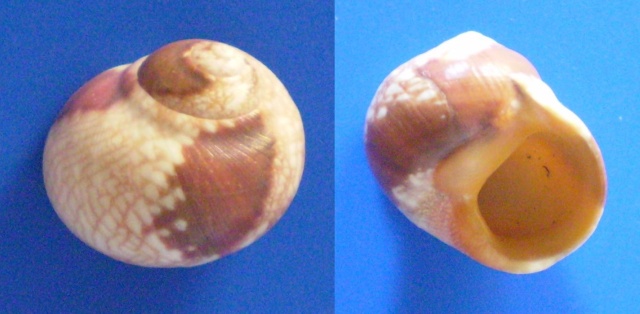 Chrysostomatinae - Chrysostoma paradoxum - (Born, 1778) Panor725