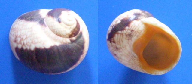 Chrysostomatinae - Chrysostoma paradoxum - (Born, 1778) Panor726