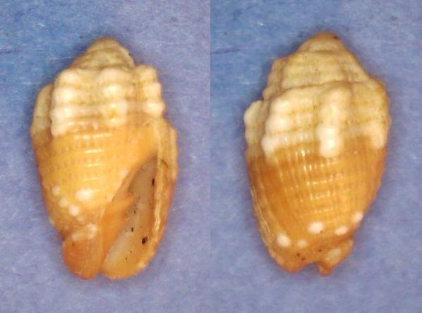 Mitridae - sous-famille provisoire - Condylomitra tuberosa (Reeve, 1845)  Panor736