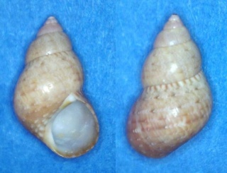 Phasianella solida (Born, 1778) Panor742