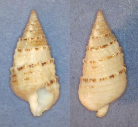 Rhinoclavis sinensis (Gmelin, 1791) Panor743