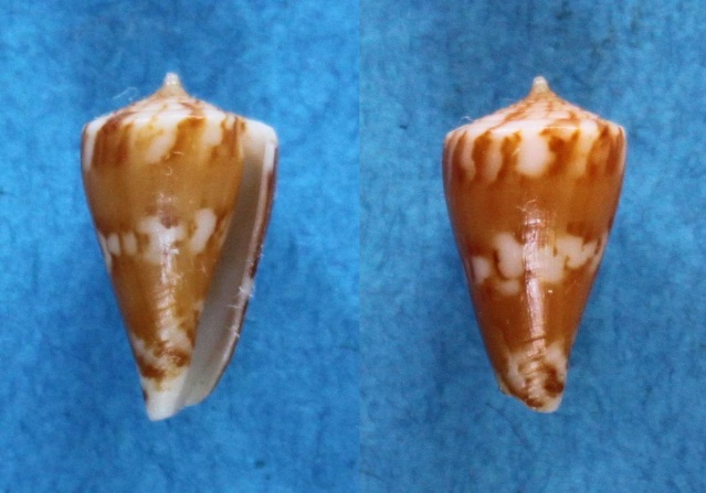 Conus (Splinoconus) capitanellus  Fulton, 1938 Panor806