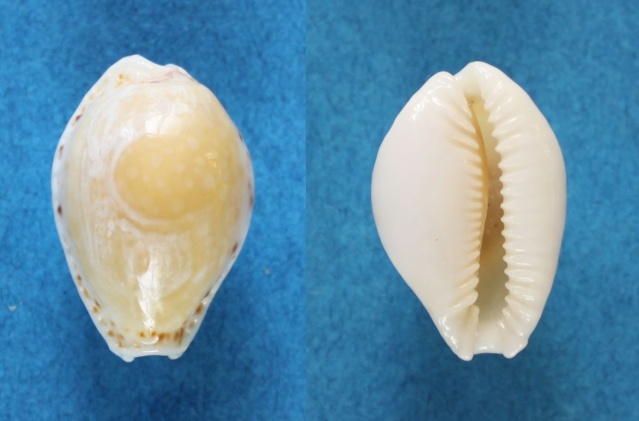 Naria cernica viridicolor (Cate, 1962) Panor833