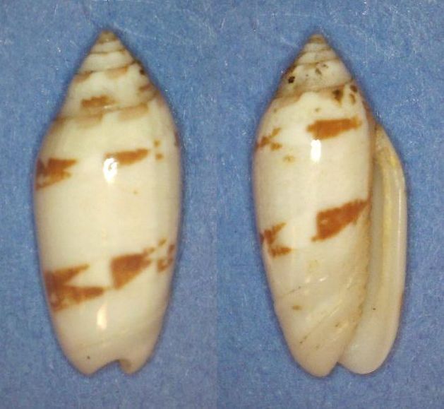 Acutoliva panniculata panniculata (Duclos, 1835) - Worms = Oliva (Acutoliva) panniculata Duclos, 1835 Panor846